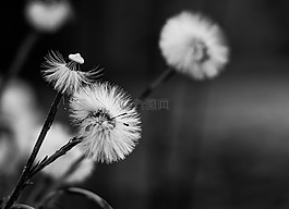 蒲公英,鮮花,種子