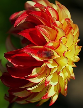 嬌琴紗,紅色,黃色