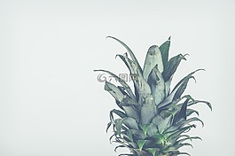 菠蘿,性質(zhì),植物