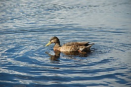 鴨,水,鳥