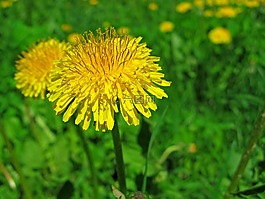 春天,5 月,草