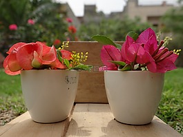 花盆,花,鍋