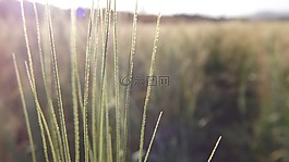 作物,陽(yáng)光,草