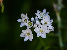 花,自然,植物區(qū)系