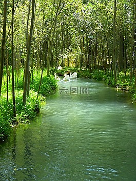 過(guò)獨(dú)身生活,通道,鵝