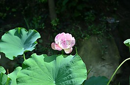 荷花,花,荷葉