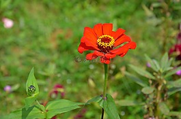 紅色,花,紅花