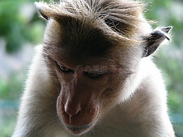 猴子,動(dòng)物,野生