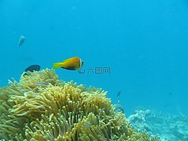 水,海洋,魚