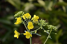 黄色,黄,油菜花