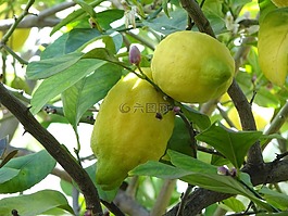 檸檬,樹(shù),西班牙