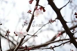 梅花,白色,純潔