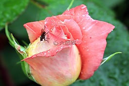 玫瑰,芽,木柵