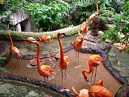 鳥,動(dòng)物園,動(dòng)物