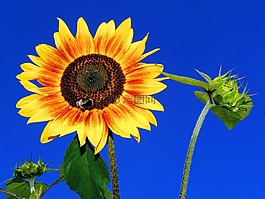 太陽(yáng)花,開(kāi)花,關(guān)閉