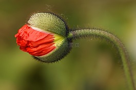 罌粟花,開(kāi)花,罌粟