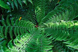 蕨類植物,葉子,綠色