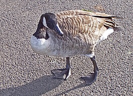 加拿大鹅,鸟,branta 黄花