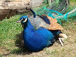 孔雀,動(dòng)物園,地點(diǎn)