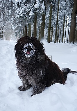 schapendoes,狗,雪