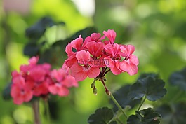 天竺葵,花,绿色