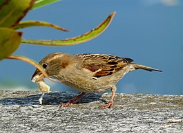 麻雀,斯珀林,鳥