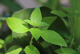 臨縣薄荷,綠色,薄荷