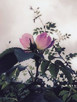 玫瑰,開花,性質(zhì)