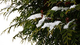 雪地上的分支,雪樹(shù),似雪