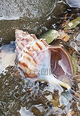 外殼,自然,水
