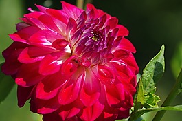 嬌琴紗,粉紅色,花
