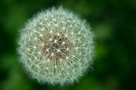 白,蒲公英,花