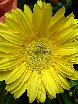 雛菊,植物,春