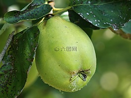 秋天的果子,木瓜,綠色