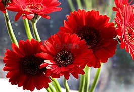 非洲菊,花,花的