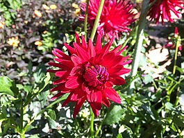 花,植物區(qū)系,花園