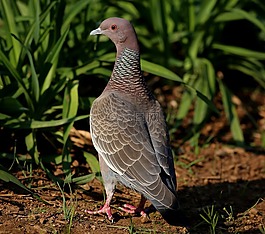 pataginas,picazuro,鳥