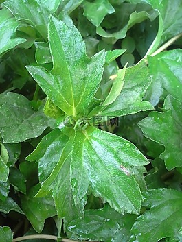 葉,性質(zhì),生態(tài)學(xué)