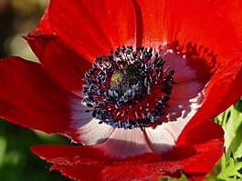 開花,紅色,海葵
