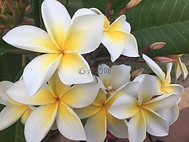白,黃色,花