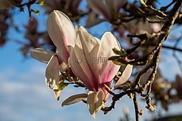 玉蘭,開(kāi)花,樹(shù)