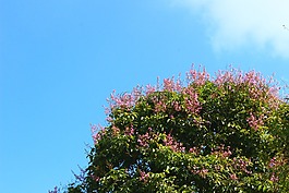 粉红色,绿色,天空