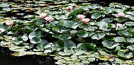 睡蓮,粉紅色的花,池