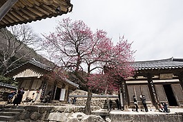 華嚴寺,吉日,寺