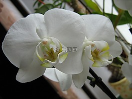 春天,鮮花,天竺葵