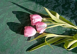 郁金香,粉紅色的花,切花