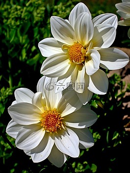 性質(zhì),花,植物
