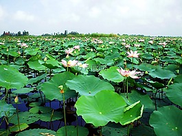池,水百合,花