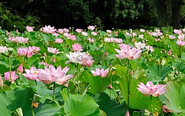 池,水百合,花