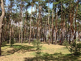 森林,松,樹木
